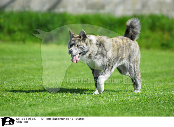 Akita-Inu / Akita-Inu / SST-05357