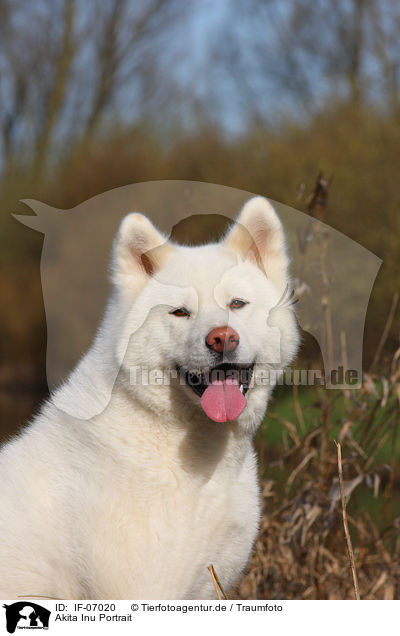 Akita Inu Portrait / Akita Inu Portrait / IF-07020