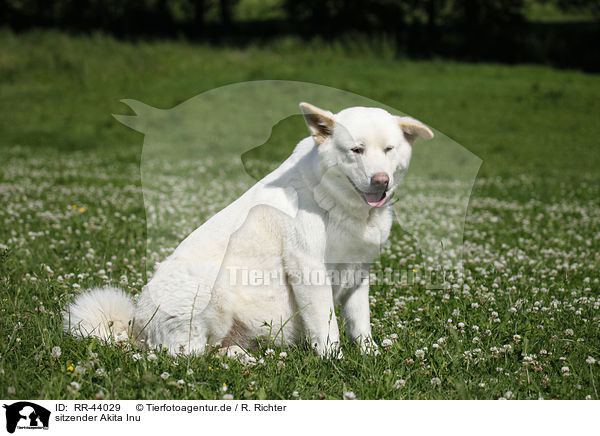 sitzender Akita Inu / sitting Akita Inu / RR-44029