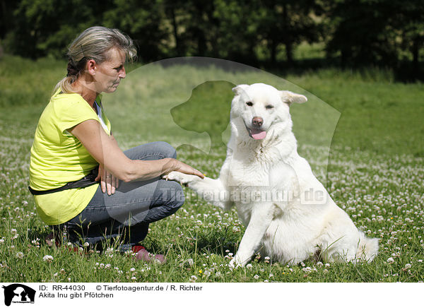 Akita Inu gibt Pftchen / Akita Inu shows trick / RR-44030