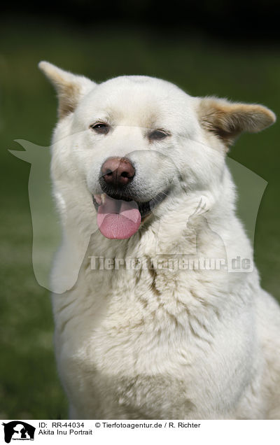 Akita Inu Portrait / Akita Inu Portrait / RR-44034