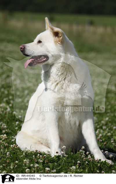 sitzender Akita Inu / sitting Akita Inu / RR-44040