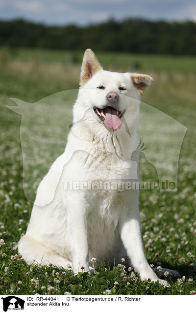sitzender Akita Inu / sitting Akita Inu / RR-44041