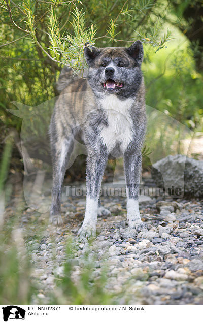 Akita Inu / Akita Inu / NN-02371