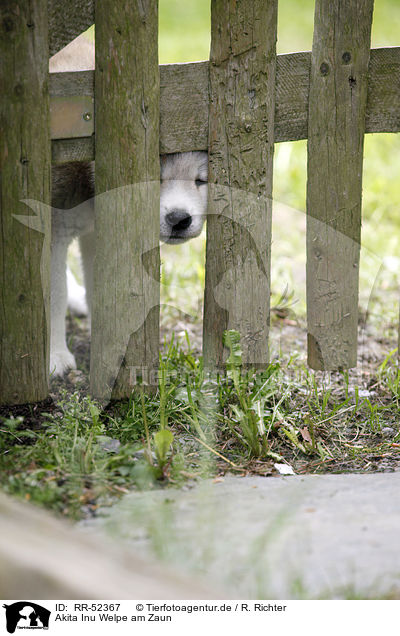 Akita Inu Welpe am Zaun / RR-52367