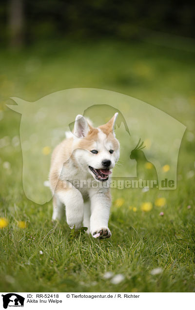 Akita Inu Welpe / RR-52418