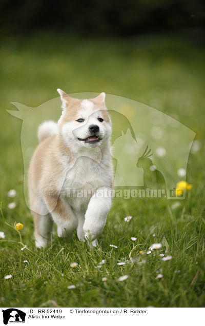 Akita Inu Welpe / RR-52419