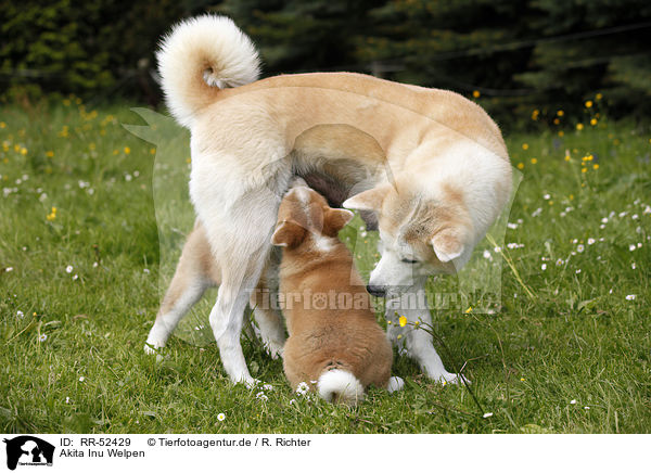 Akita Inu Welpen / Akita Inu puppies / RR-52429