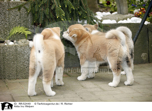 Akita Inu Welpen / Akita Inu puppies / RR-52449