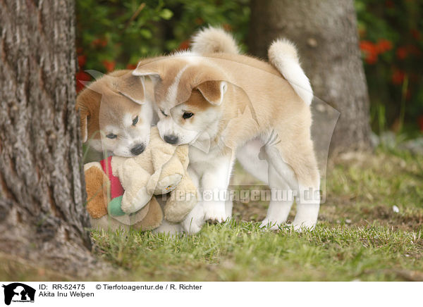 Akita Inu Welpen / Akita Inu puppies / RR-52475