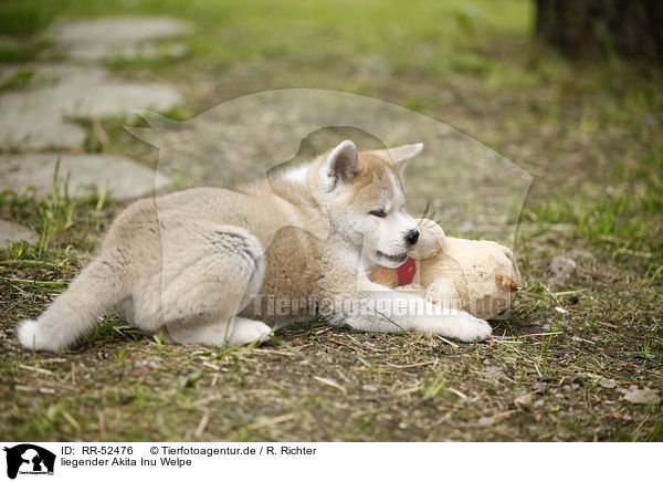 liegender Akita Inu Welpe / lying Akita Inu Puppy / RR-52476