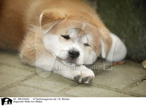 liegender Akita Inu Welpe / lying Akita Inu Puppy / RR-52483