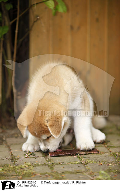 Akita Inu Welpe / Akita Inu puppy / RR-52516