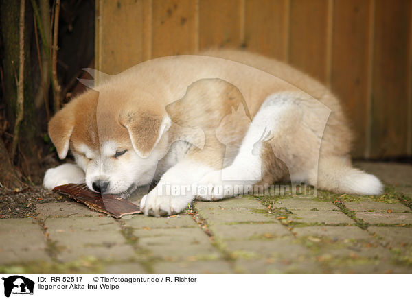 liegender Akita Inu Welpe / lying Akita Inu Puppy / RR-52517