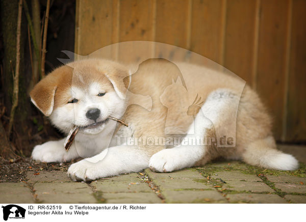 liegender Akita Inu Welpe / lying Akita Inu Puppy / RR-52519
