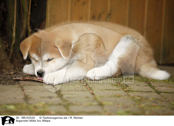 liegender Akita Inu Welpe / lying Akita Inu Puppy / RR-52520
