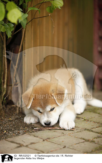 liegender Akita Inu Welpe / lying Akita Inu Puppy / RR-52521