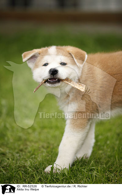 Akita Inu Welpe / Akita Inu puppy / RR-52526
