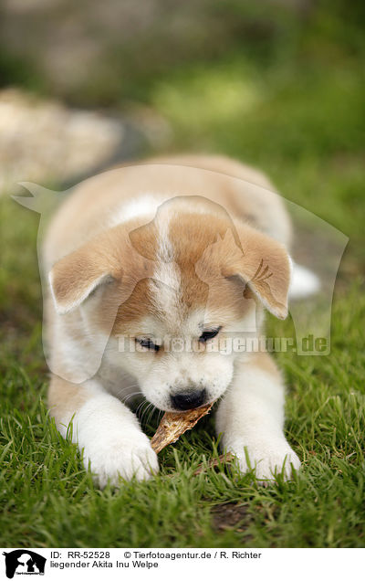 liegender Akita Inu Welpe / lying Akita Inu Puppy / RR-52528