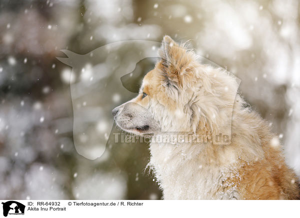 Akita Inu Portrait / Akita Inu Portrait / RR-64932