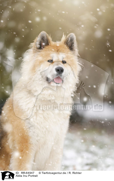 Akita Inu Portrait / Akita Inu Portrait / RR-64947