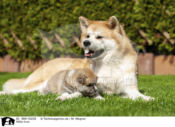 Akita Inus / MW-18208