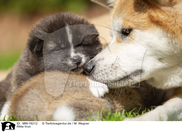 Akita Inus / Akita Inus / MW-18212