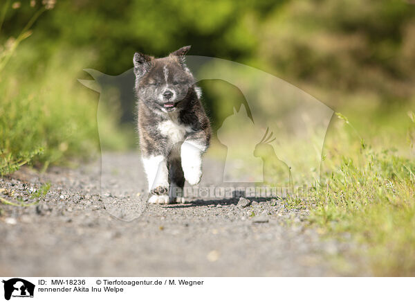 rennender Akita Inu Welpe / MW-18236