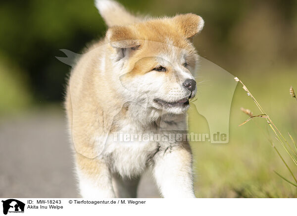Akita Inu Welpe / MW-18243