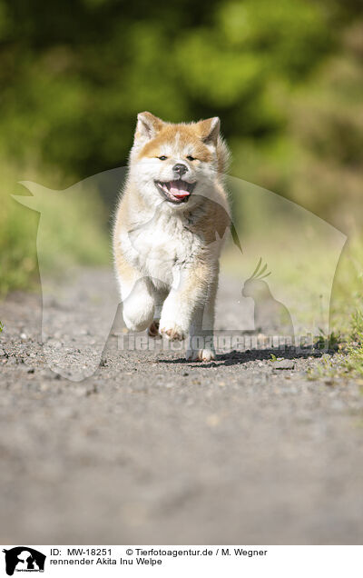 rennender Akita Inu Welpe / MW-18251