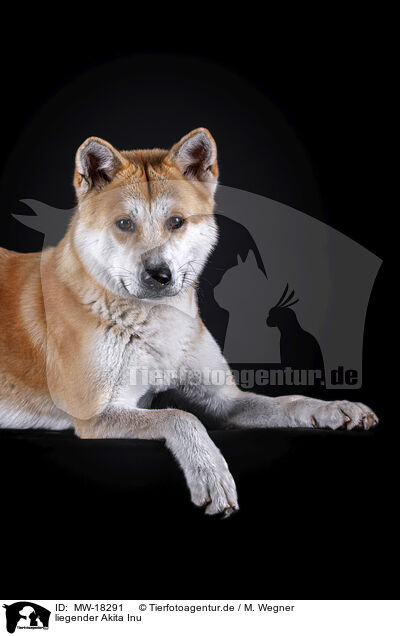 liegender Akita Inu / lying Akita Inu / MW-18291