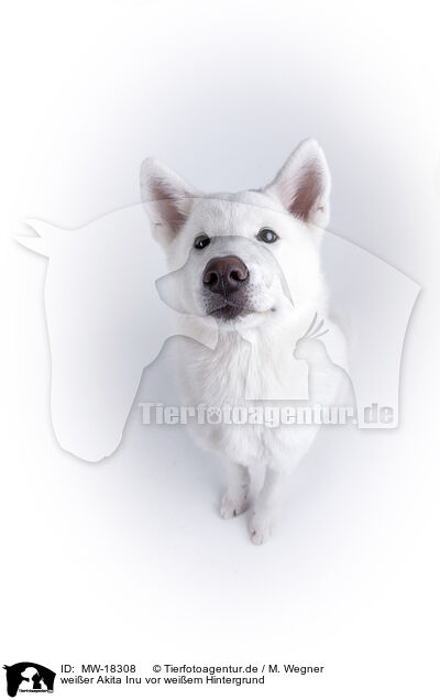 weier Akita Inu vor weiem Hintergrund / MW-18308