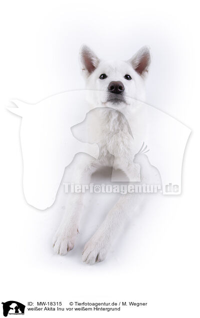 weier Akita Inu vor weiem Hintergrund / MW-18315