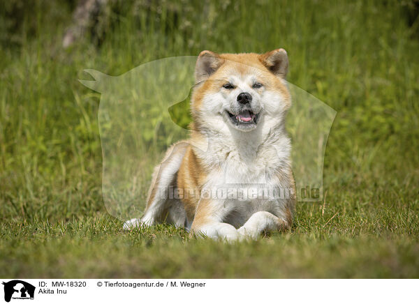 Akita Inu / Akita Inu / MW-18320