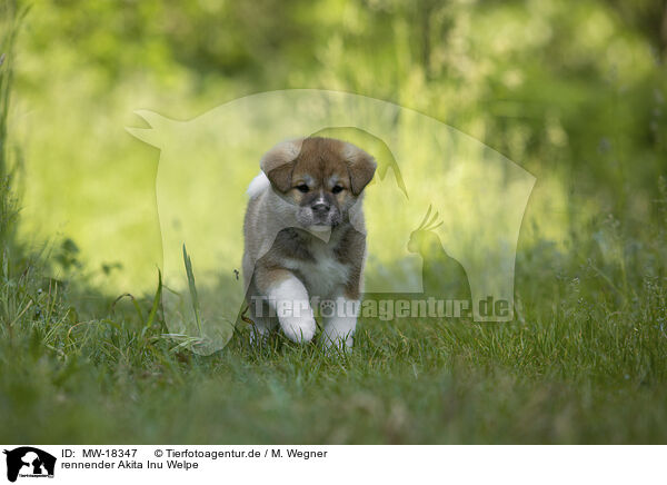 rennender Akita Inu Welpe / running Akita Inu puppy / MW-18347