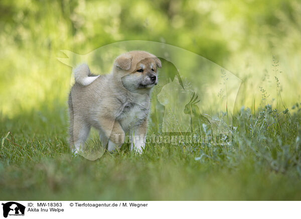 Akita Inu Welpe / MW-18363