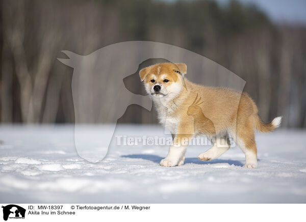 Akita Inu im Schnee / MW-18397