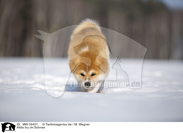 Akita Inu im Schnee / Akita Inu in the snow / MW-18401