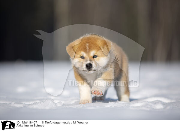 Akita Inu im Schnee / MW-18407