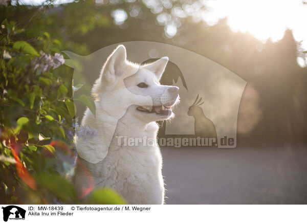 Akita Inu im Flieder / MW-18439