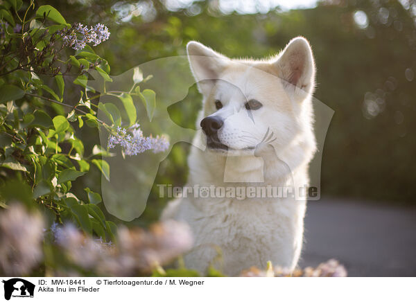 Akita Inu im Flieder / MW-18441