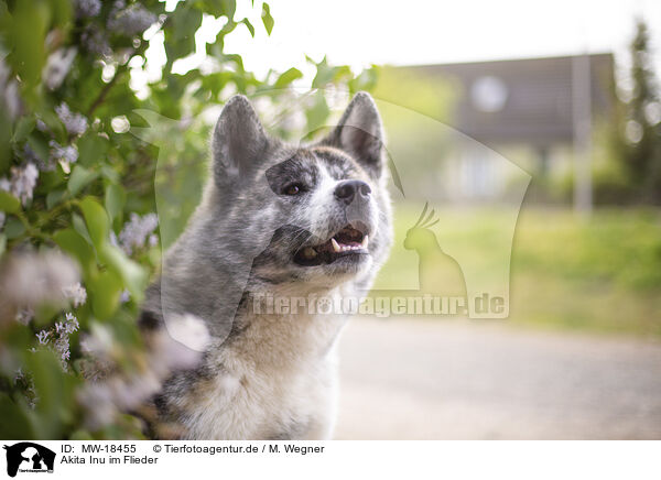 Akita Inu im Flieder / Akita Inu in lilac / MW-18455