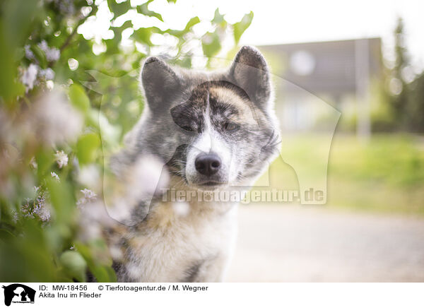 Akita Inu im Flieder / MW-18456