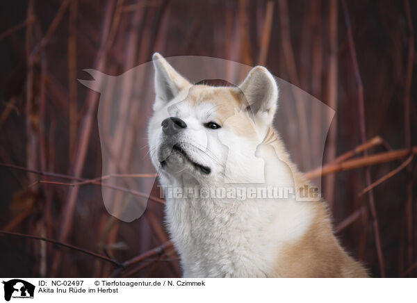 Akita Inu R�de im Herbst / male Akita Inu in autumn / NC-02497