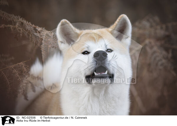 Akita Inu Rde im Herbst / male Akita Inu in autumn / NC-02506