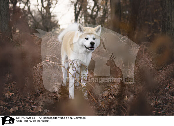 Akita Inu Rde im Herbst / male Akita Inu in autumn / NC-02513