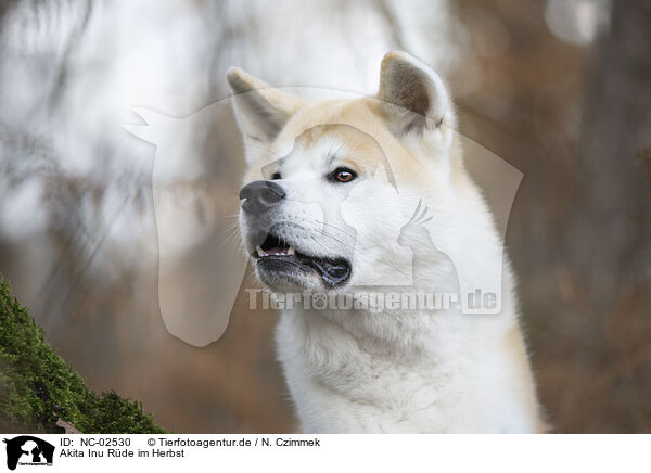 Akita Inu Rde im Herbst / male Akita Inu in autumn / NC-02530