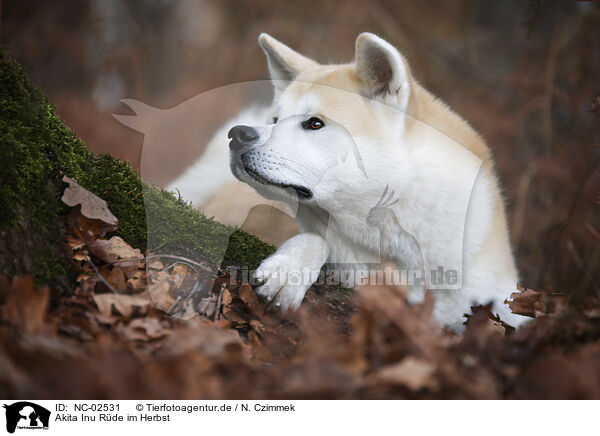 Akita Inu R�de im Herbst / male Akita Inu in autumn / NC-02531