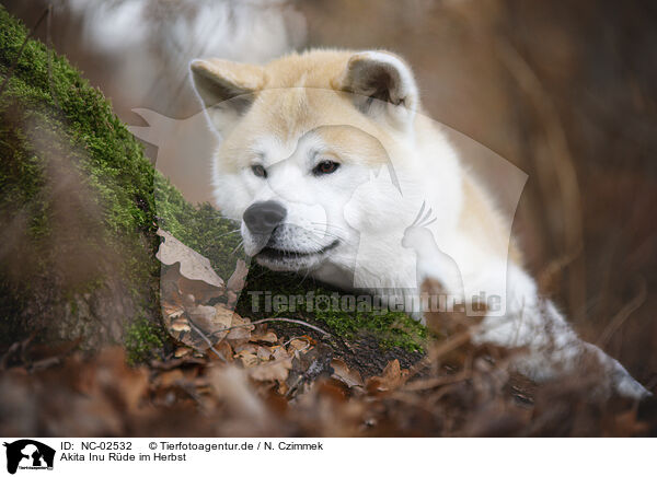 Akita Inu Rde im Herbst / NC-02532