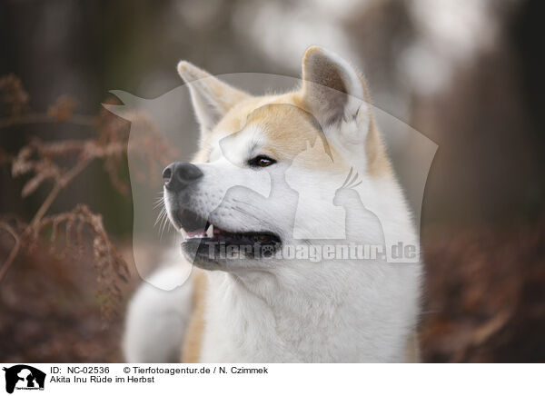 Akita Inu R�de im Herbst / male Akita Inu in autumn / NC-02536